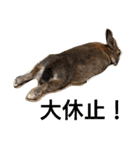 うーちゃんとなかまたち    （自衛隊用語）（個別スタンプ：9）
