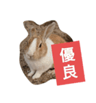 うーちゃんとなかまたち    （自衛隊用語）（個別スタンプ：11）
