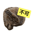 うーちゃんとなかまたち    （自衛隊用語）（個別スタンプ：12）