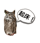 うーちゃんとなかまたち    （自衛隊用語）（個別スタンプ：14）