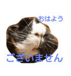 うーちゃんとなかまたち    （自衛隊用語）（個別スタンプ：15）