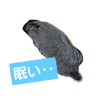 うーちゃんとなかまたち    （自衛隊用語）（個別スタンプ：17）