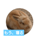 うーちゃんとなかまたち    （自衛隊用語）（個別スタンプ：18）