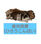 うーちゃんとなかまたち    （自衛隊用語）（個別スタンプ：19）