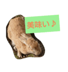 うーちゃんとなかまたち    （自衛隊用語）（個別スタンプ：21）