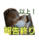 うーちゃんとなかまたち    （自衛隊用語）（個別スタンプ：23）