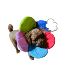 coco スタンプ①（個別スタンプ：2）