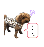 coco スタンプ①（個別スタンプ：3）
