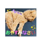 coco スタンプ①（個別スタンプ：4）