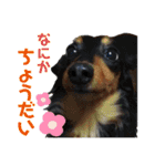 ばりの実写とお犬様の思い出スタンプ1（個別スタンプ：15）