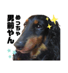 ばりの実写とお犬様の思い出スタンプ1（個別スタンプ：16）