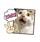 Neko2CAT（個別スタンプ：1）