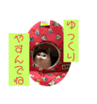 Neko2CAT（個別スタンプ：2）