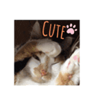Neko2CAT（個別スタンプ：4）