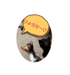 Neko2CAT（個別スタンプ：5）
