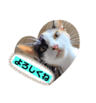 Neko2CAT（個別スタンプ：6）