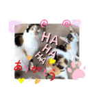 Neko2CAT（個別スタンプ：7）