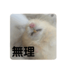 愛する家族たちスタンプ（個別スタンプ：19）