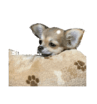 viviのstamp 2（個別スタンプ：2）