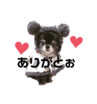 黒チワワの央ちゃん❤︎（個別スタンプ：1）
