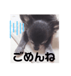 黒チワワの央ちゃん❤︎（個別スタンプ：15）