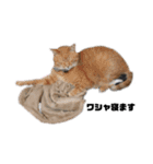 猫が喋れば幸せな日々 vol.1（個別スタンプ：1）