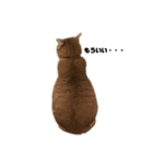 猫が喋れば幸せな日々 vol.1（個別スタンプ：2）