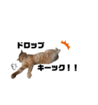 猫が喋れば幸せな日々 vol.1（個別スタンプ：3）