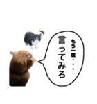 猫が喋れば幸せな日々 vol.1（個別スタンプ：4）
