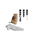 猫が喋れば幸せな日々 vol.1（個別スタンプ：5）