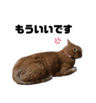 猫が喋れば幸せな日々 vol.1（個別スタンプ：8）