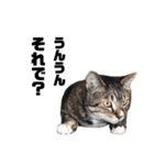 猫が喋れば幸せな日々 vol.1（個別スタンプ：9）