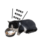 猫が喋れば幸せな日々 vol.1（個別スタンプ：10）