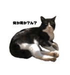 猫が喋れば幸せな日々 vol.1（個別スタンプ：11）
