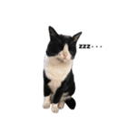猫が喋れば幸せな日々 vol.1（個別スタンプ：12）