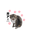 猫が喋れば幸せな日々 vol.1（個別スタンプ：13）