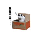 猫が喋れば幸せな日々 vol.1（個別スタンプ：14）