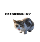 猫が喋れば幸せな日々 vol.1（個別スタンプ：16）