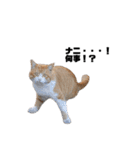 猫が喋れば幸せな日々 vol.1（個別スタンプ：17）