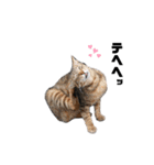 猫が喋れば幸せな日々 vol.1（個別スタンプ：18）