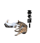 猫が喋れば幸せな日々 vol.1（個別スタンプ：19）