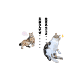 猫が喋れば幸せな日々 vol.1（個別スタンプ：20）