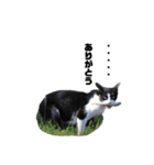 猫が喋れば幸せな日々 vol.1（個別スタンプ：21）