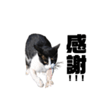 猫が喋れば幸せな日々 vol.1（個別スタンプ：22）