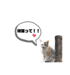 猫が喋れば幸せな日々 vol.1（個別スタンプ：25）