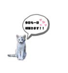 猫が喋れば幸せな日々 vol.1（個別スタンプ：26）