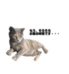 猫が喋れば幸せな日々 vol.1（個別スタンプ：27）