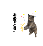 猫が喋れば幸せな日々 vol.1（個別スタンプ：28）