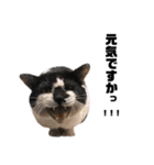 猫が喋れば幸せな日々 vol.1（個別スタンプ：30）