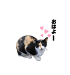 猫が喋れば幸せな日々 vol.1（個別スタンプ：33）